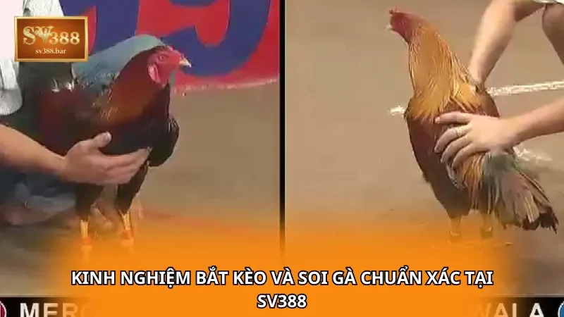 Kinh nghiệm bắt kèo và soi gà chuẩn xác tại SV388