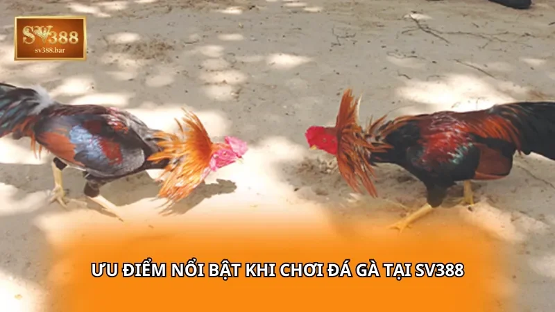 Ưu điểm nổi bật khi chơi Đá Gà tại SV388